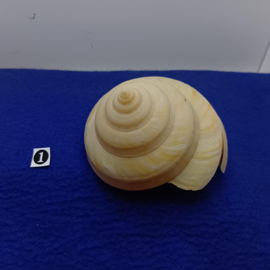 ➀-1貝標本ミナミノオキナエビス（蓋付）