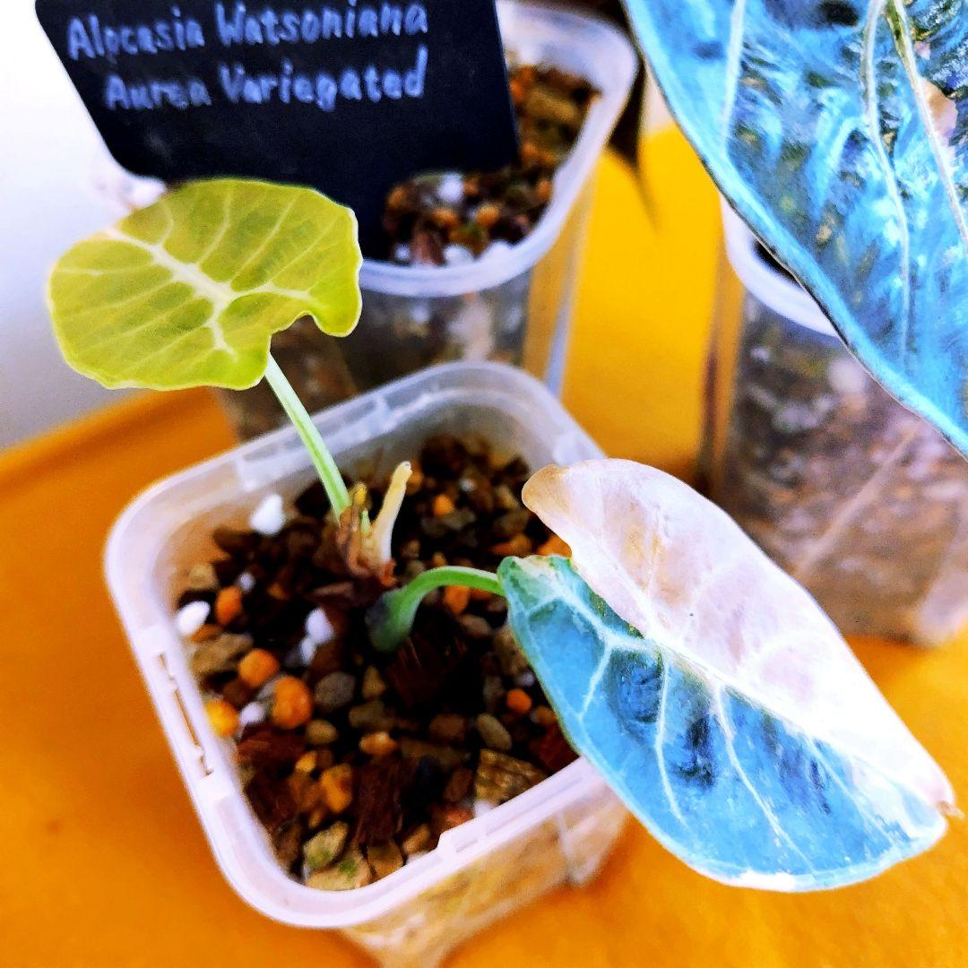 希少】アロカシア ワトソニアナ 斑入り ピンク オーレア 実生 b - メルカリ