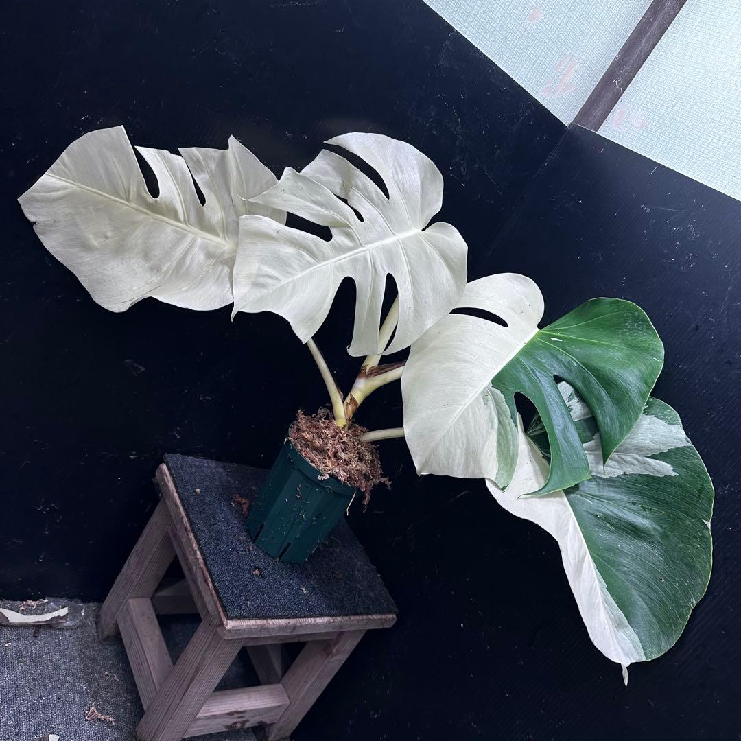 a*読様 モンステラ斑入りハーフムーンホワイトタイガー極美斑