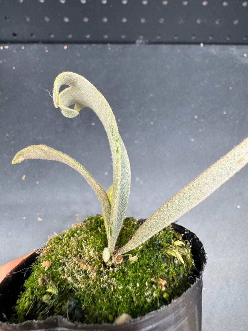 ビカクシダ P. willinckii Jenny TC #001 - メルカリ