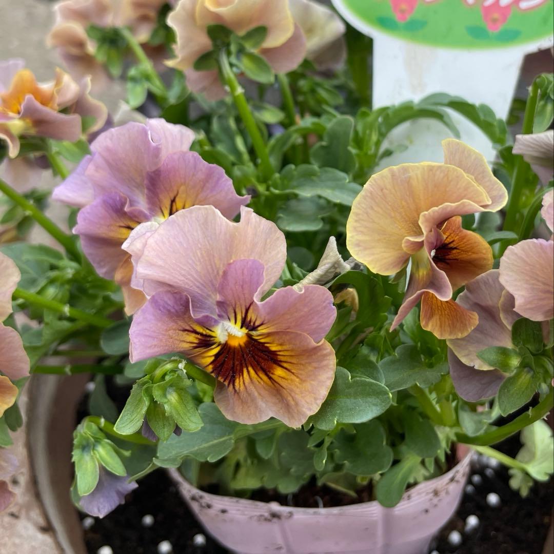 ビオラの種30粒 - メルカリ