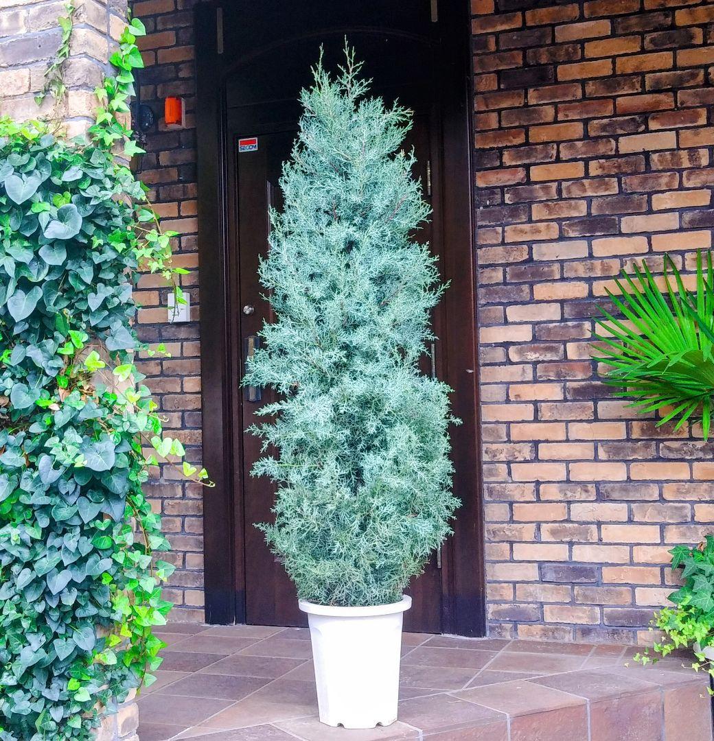 コニファー ブルーアイス 苗 190cm❗綺麗な樹形 シルバーブルー 特選