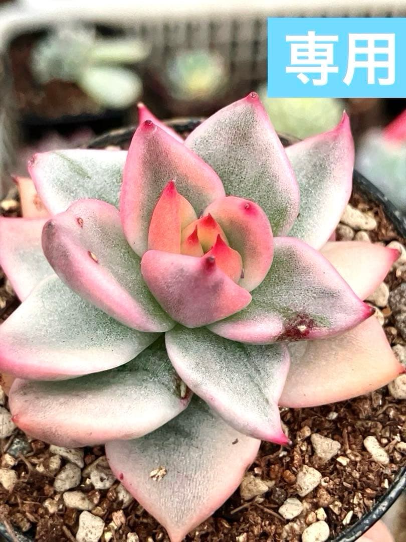 専用　マクライジング錦　紫麗殿錦　フローレンス錦×2 ピンクルビー錦 専用 マクライジング錦 紫麗殿錦 フローレンス錦×2 ピンクルビー錦