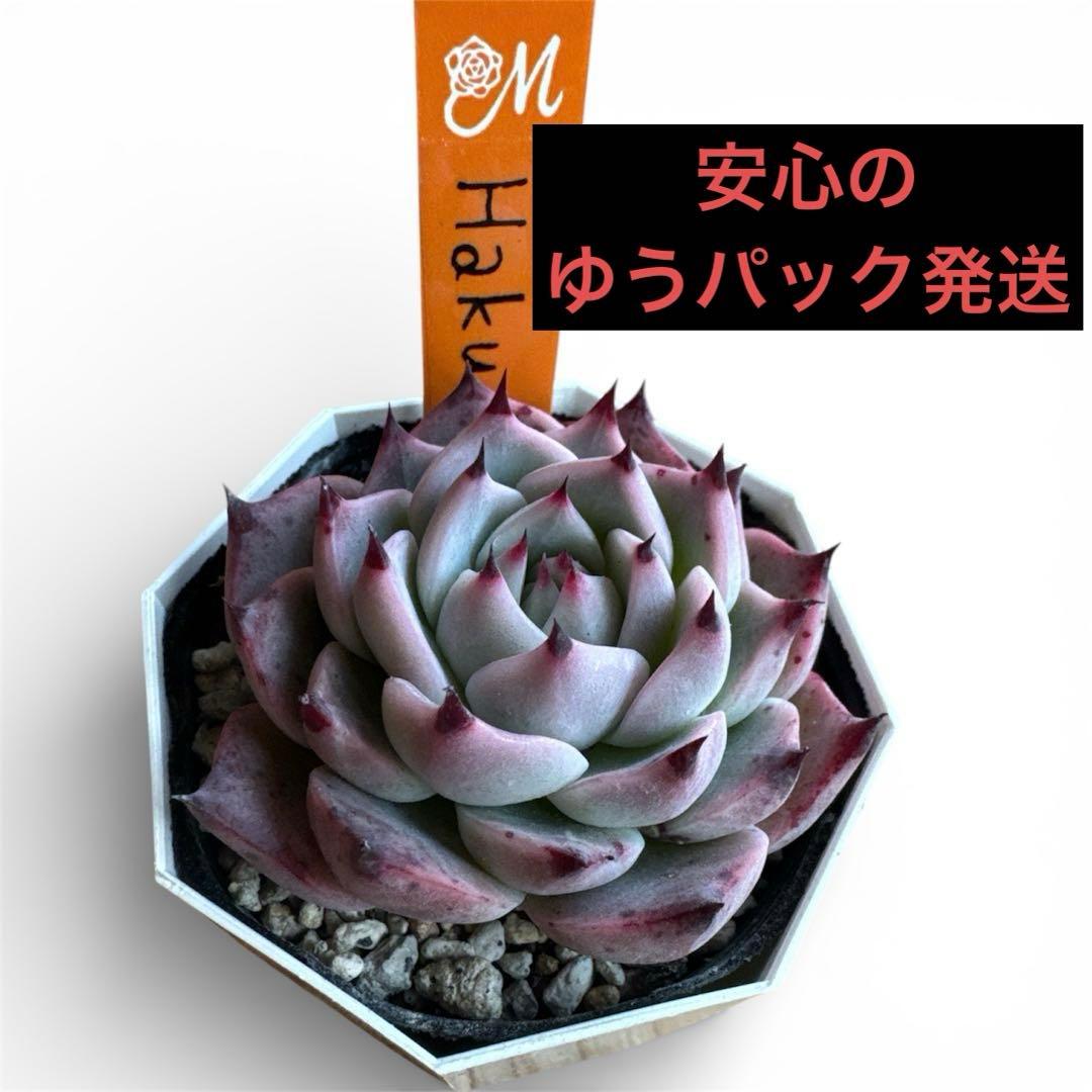 miyaさん苗 命名株 Haku 希少 ゆうパック発送② - メルカリ