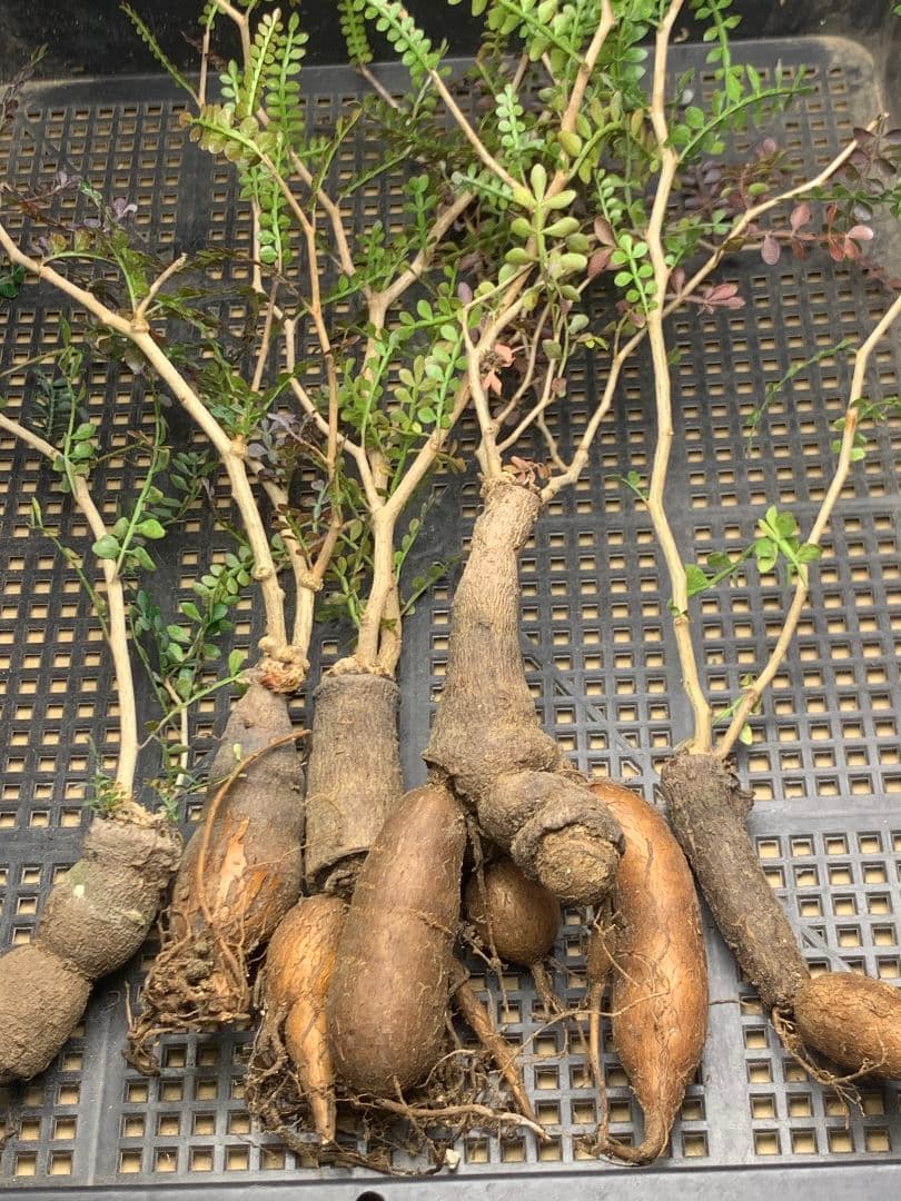 こ*い様 C68 多肉植物 オペルクリカリア・パキプス 5株 特大 多頭 マルチヘッド オペルクリカリア パキプス MP04 発根済 現地