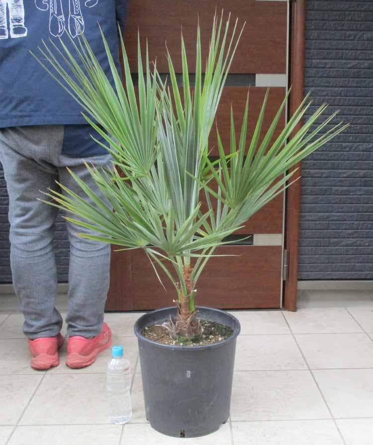 現品】ブラヘア・スーパーシルバー 10号 2G番 ヤシの木 椰子の木