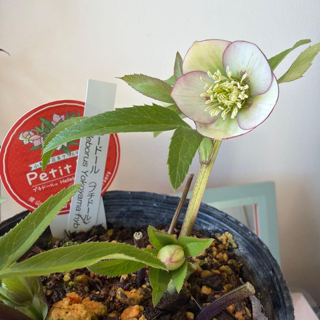 【横山園芸】クリスマスローズ ベビードール（プチドール）《1/10》ピコティ