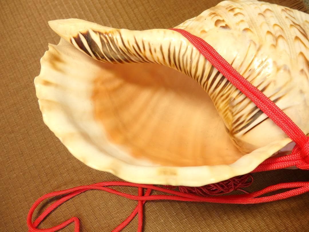 法螺貝 約37㎝ 木製歌口,赤紐付 新品 MH-424