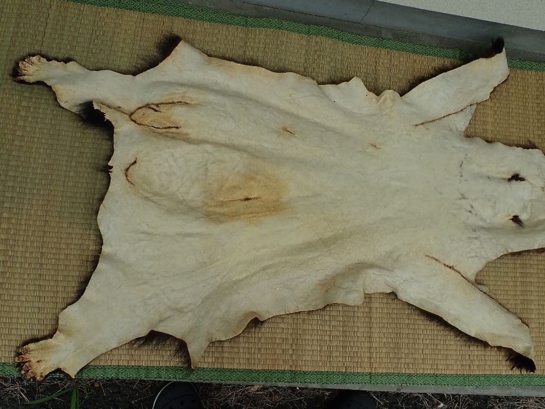 ツキノワグマ 毛皮 - メルカリ