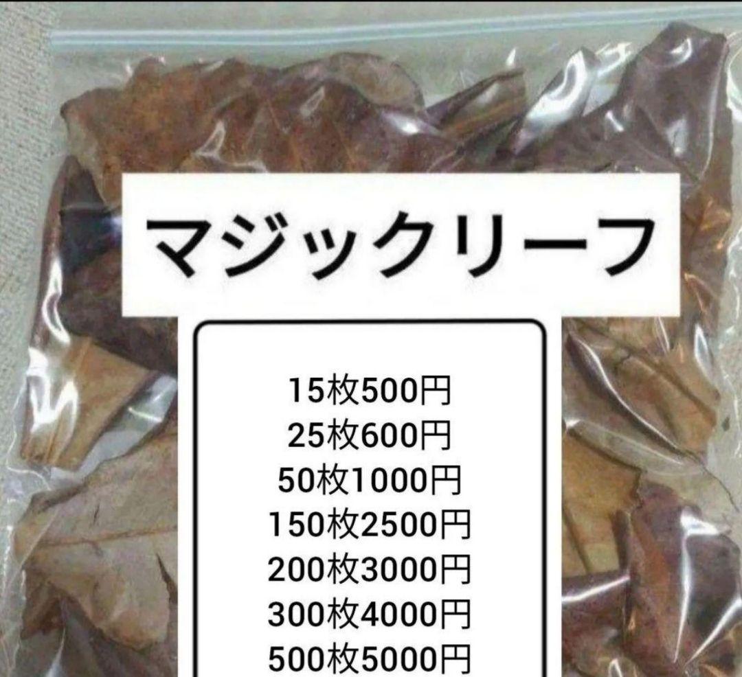 大小様々 無農薬マジックリーフ 天然ももたまな葉 15 枚 - メルカリ