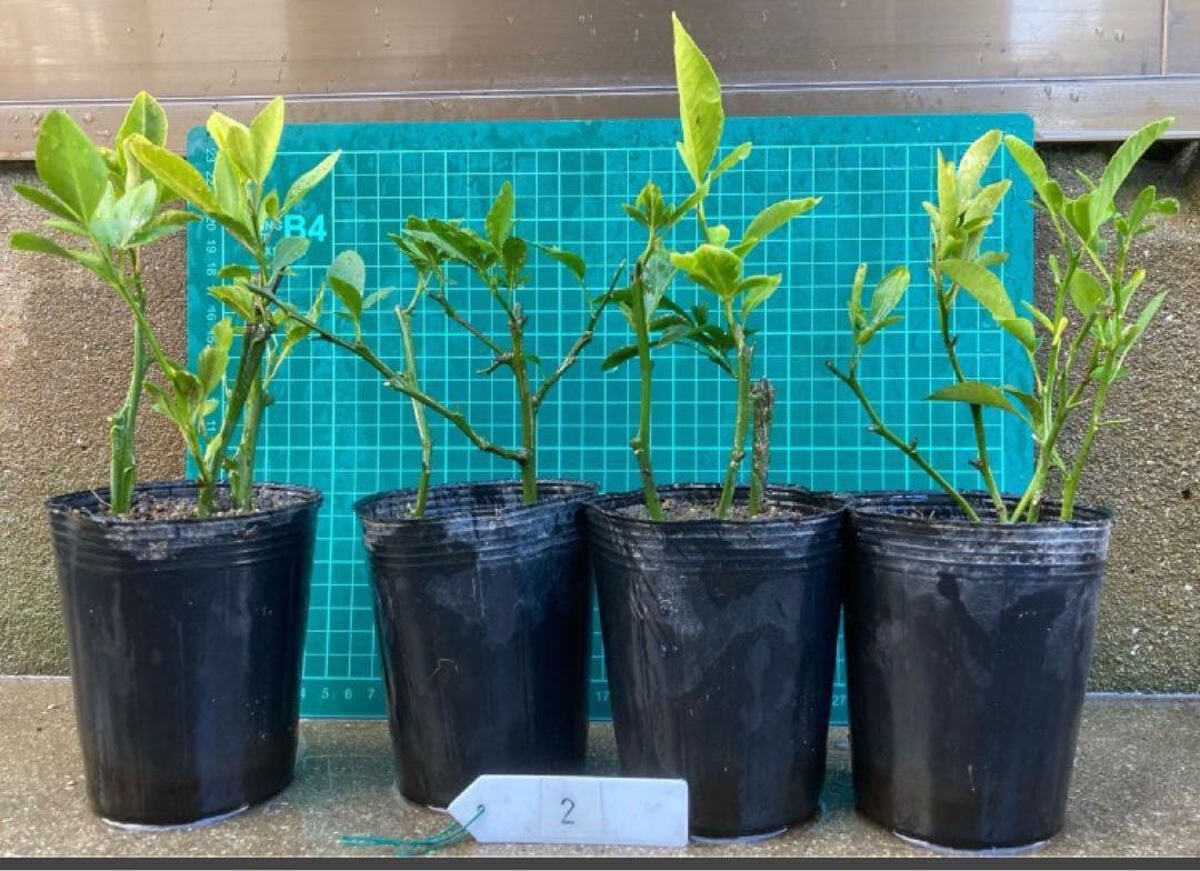 スイングルシトルメロ 4鉢 ② 注文 ／ 柑橘 強勢 台木 枳殻 カラタチ