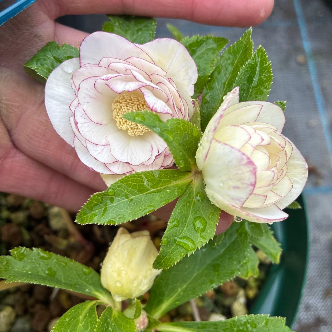 フラメンコママさん専用　2点