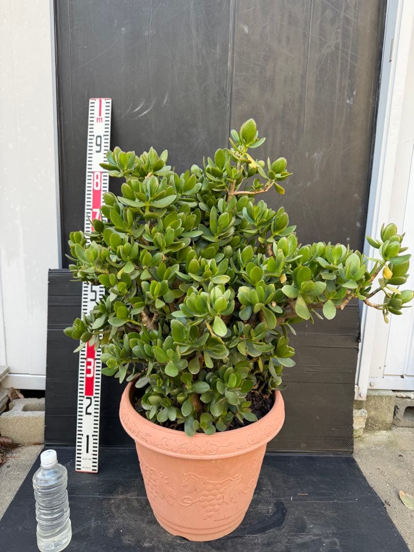 超極太　金のなる木　成金草　クラッスラ　多肉植物 鉢 約70cm 楽天市場】現在花芽付きです お金のなる木 花月 成金草 5号鉢サイズ