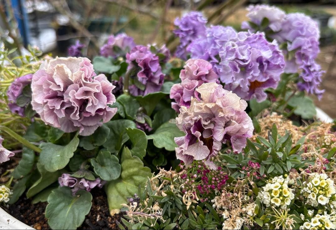 まい④ トリックスター / Ninja ZX-4R SE /ZX-4RR(24-26) 政府認証フル