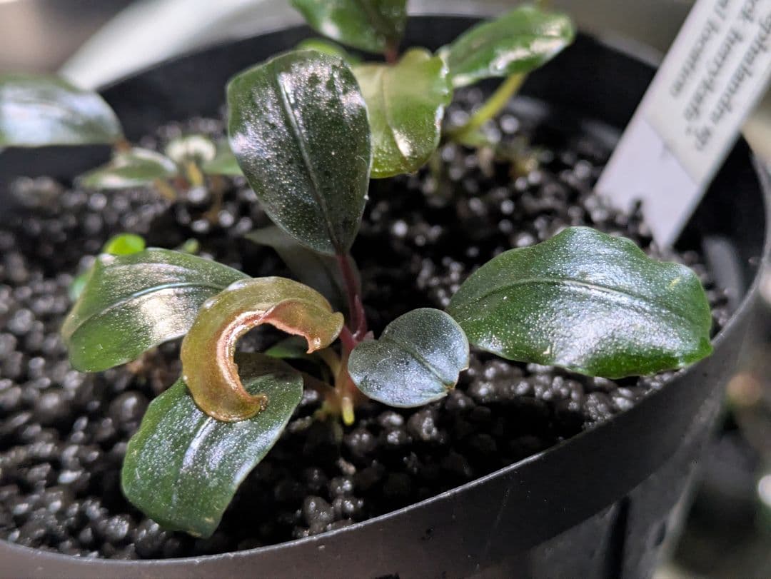 専用 Bucephalandra sp. Black herrykafa