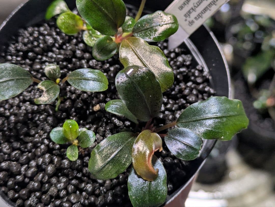 専用 Bucephalandra sp. Black herrykafa