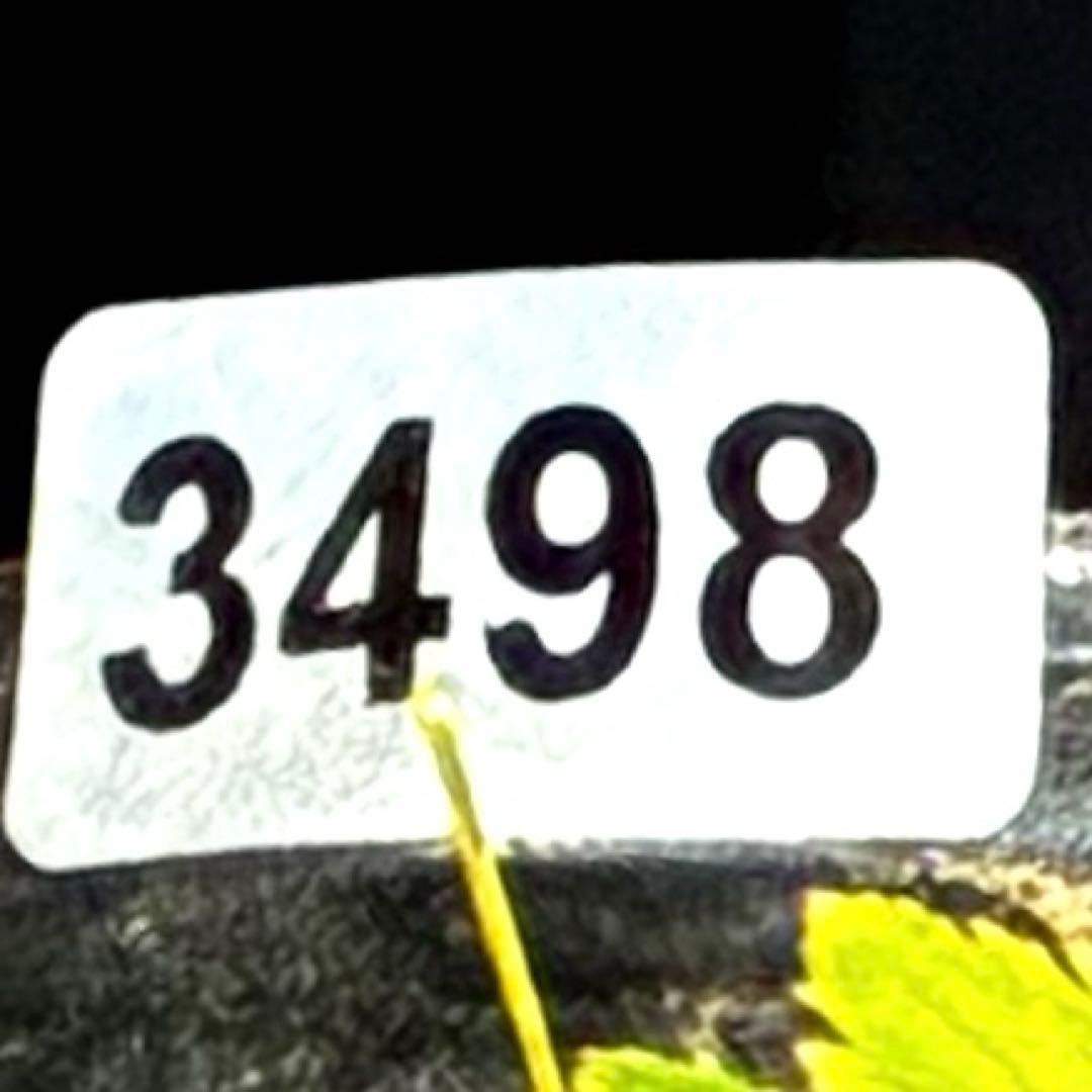 ラ*ク様 3498☘️蕾花付き☘️極上☘️⭐️コロコロ小輪⭐️紅赤オーレア⭐️コ