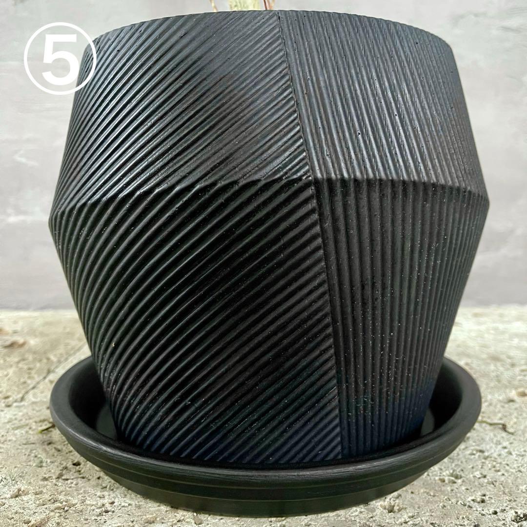 ハリー様専用 大型 フランスゴムの木 螺旋仕立て 陶器鉢 植え込み発送