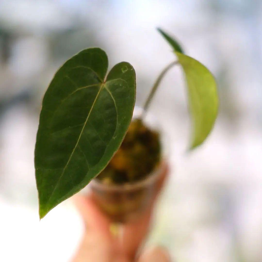 多肉植物 淡雪錦.抜き苗4株..法師錦1株