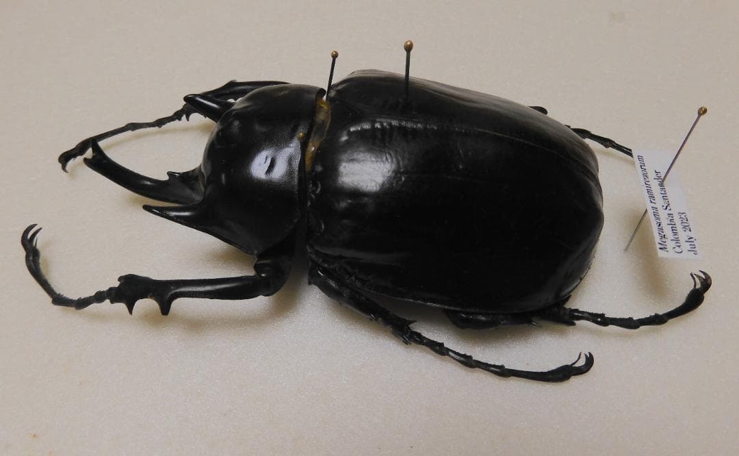 専用】オオクワガタ野外品3個体