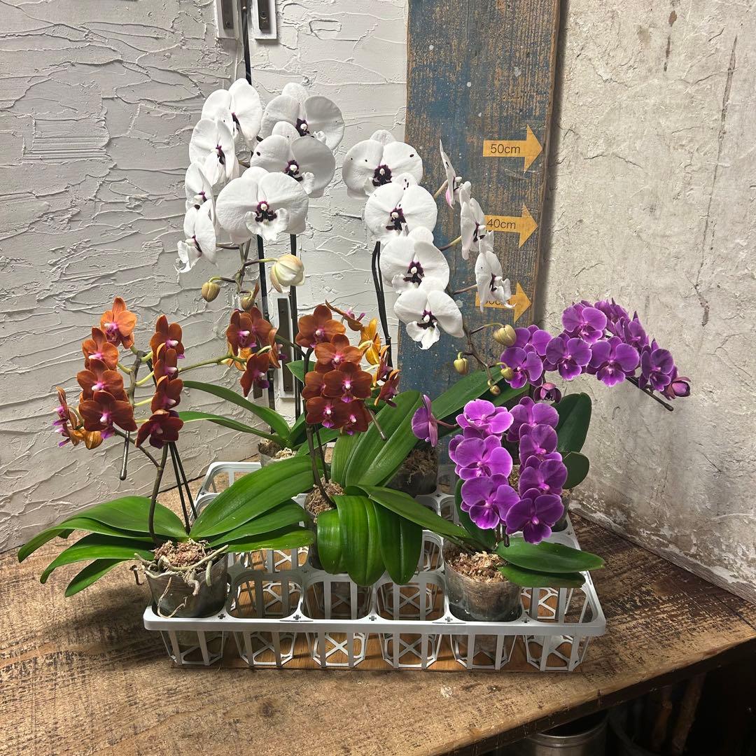 特選】 胡蝶蘭 3種6ポット ファレノプシス - メルカリ