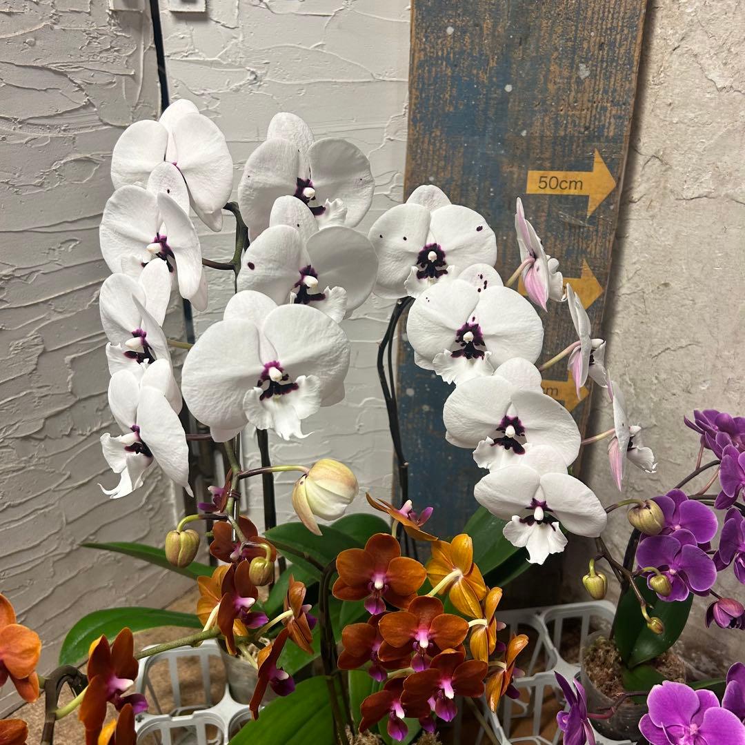 特選】 胡蝶蘭 3種6ポット ファレノプシス - メルカリ