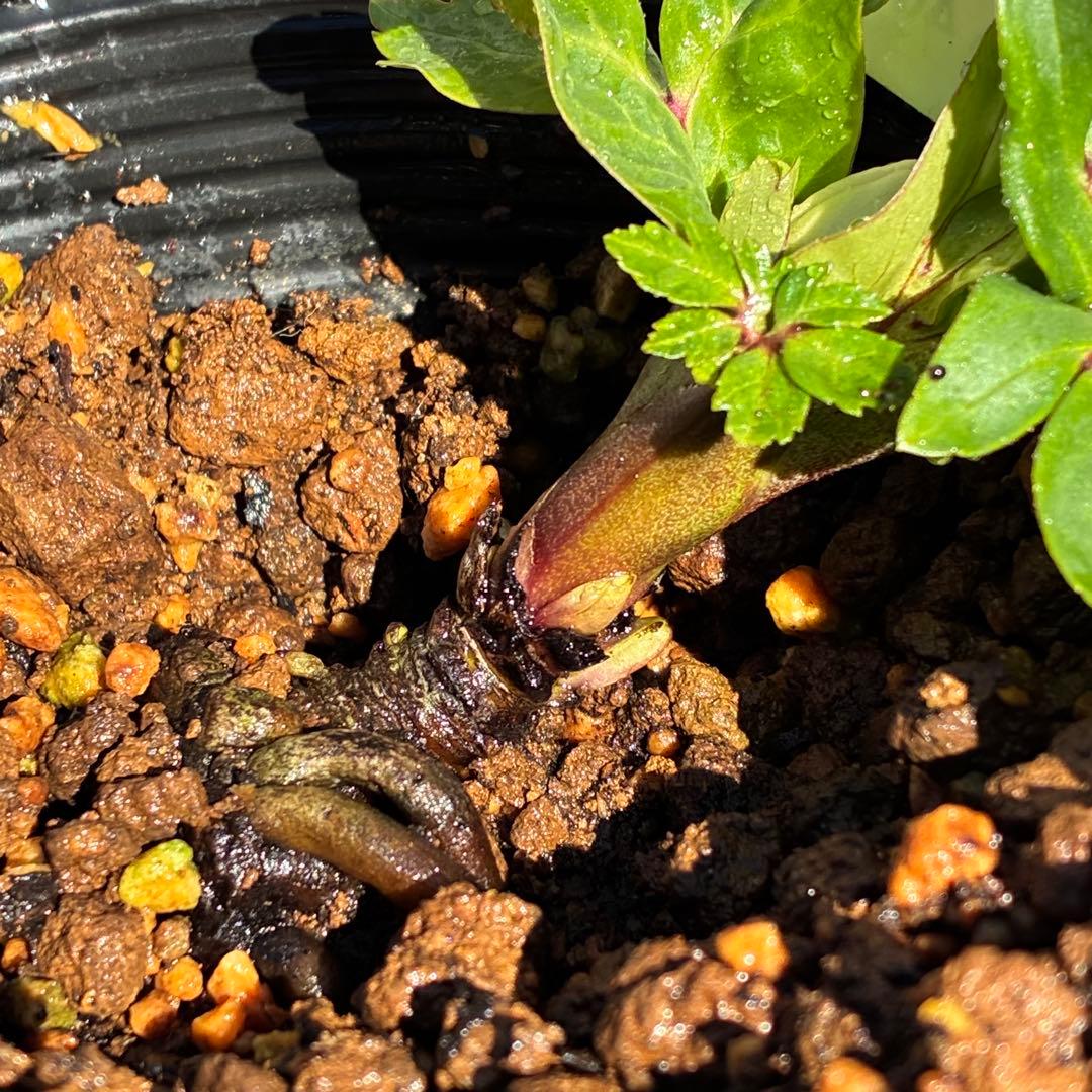 u*0様 ☘️蕾付☘️タグ付⭐️3389⭐️ASHWOODIENSIS⭐️BRI