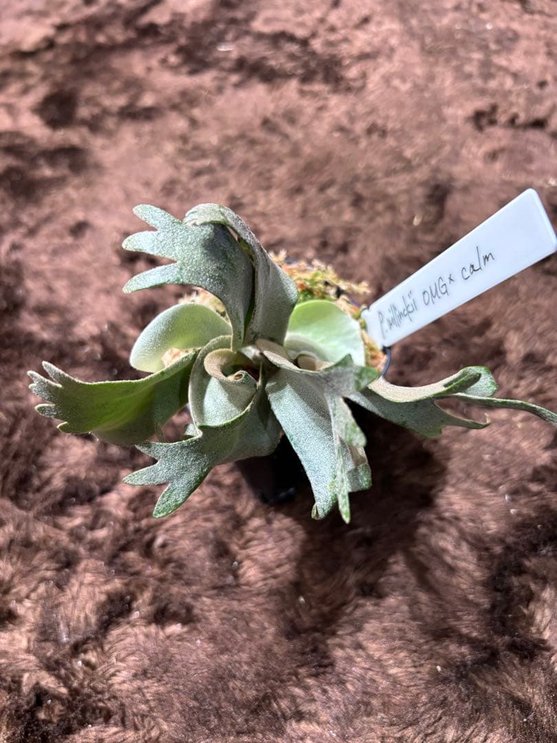 P.willinckii OMG×calm sporeling - メルカリ