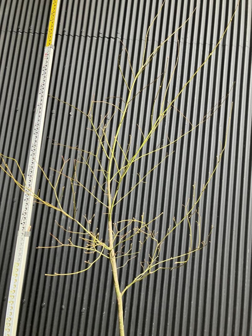 山採り ヤマモミジ - メルカリ