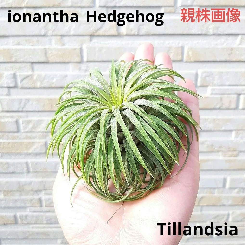 チランジア イオナンタ ヘッジホッグ まるでハリネズミ！大型イオナンタ ティランジア・ヘッジホッグ（タイ