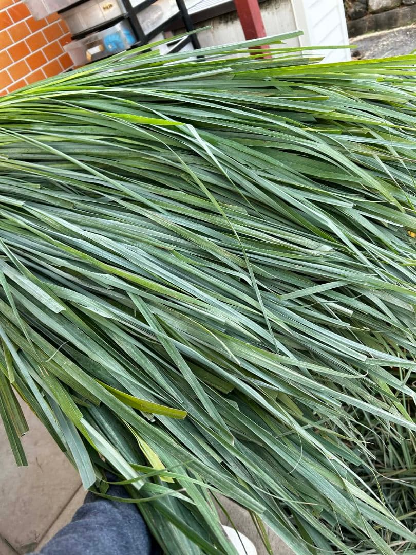 完全無農薬レモングラスの葉 10キログラムです。の通販｜www.k4fashion.com