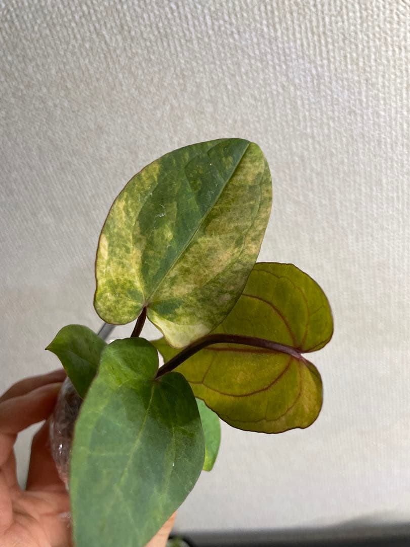 Anthurium AOS✖️RVDP斑入り - メルカリ