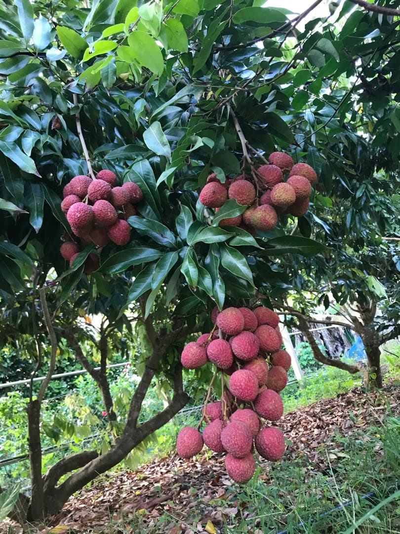 ライチ 玉荷包 ライチ 取り木苗 - メルカリ
