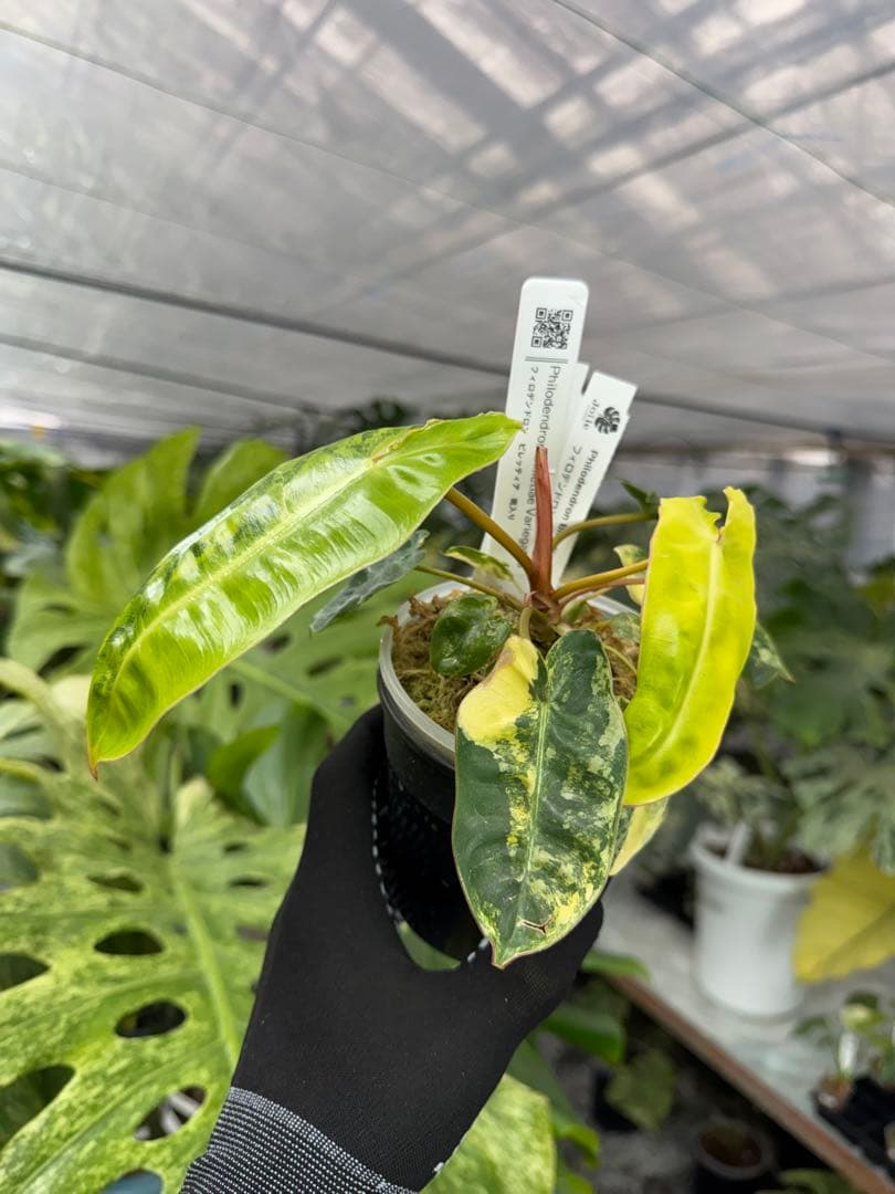 5フィロデンドロン　ビレッティア　斑入り コレクション】フィロデンドロン・ビレッティア 斑入り 親株サイズ