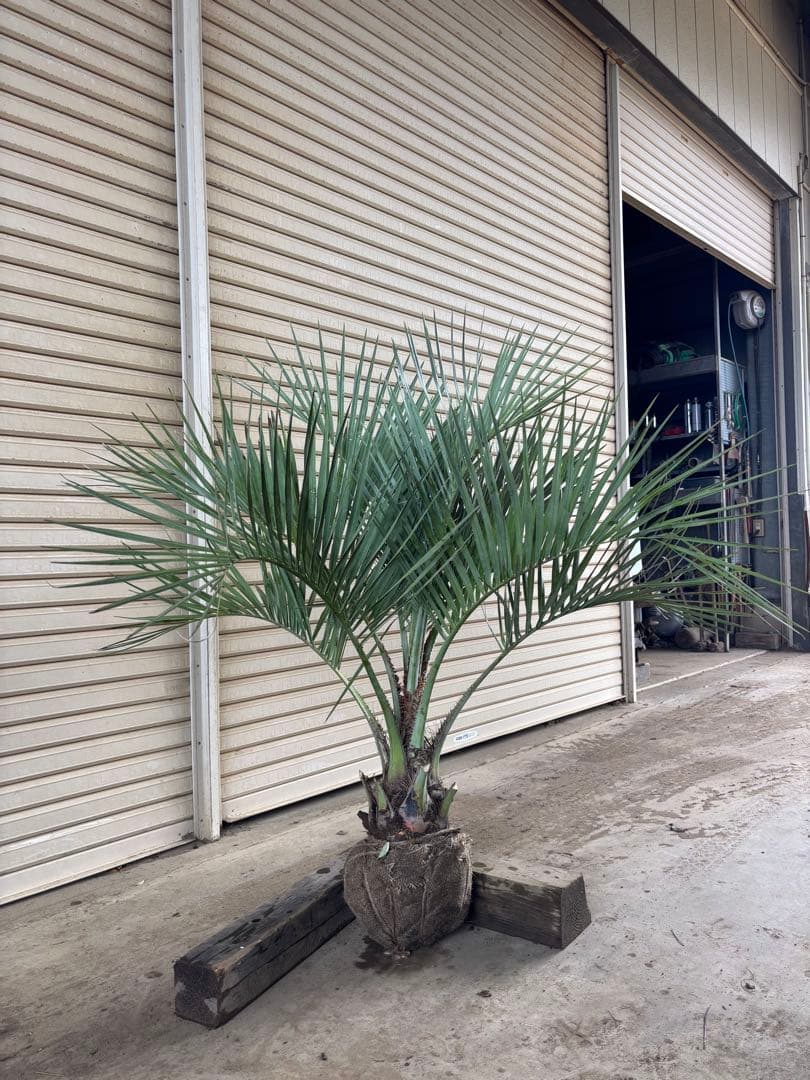 ココスヤシ 根鉢上から130cm