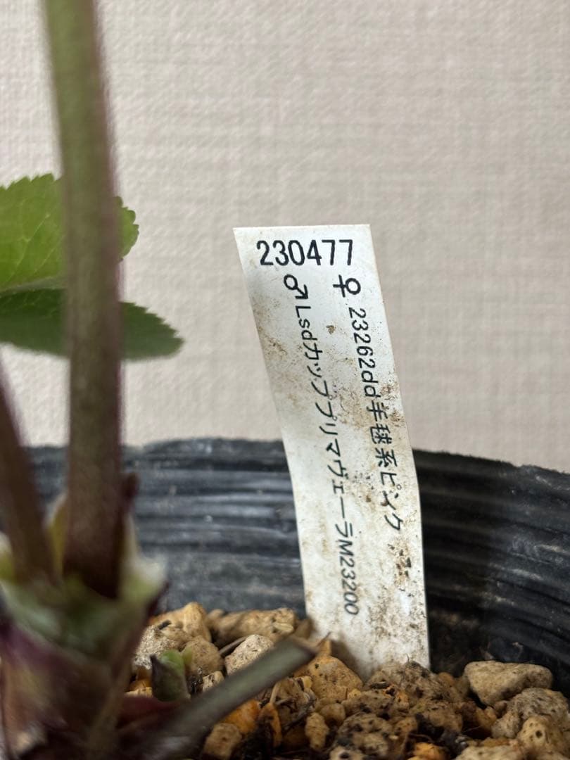 加藤農園 クリスマスローズ カップ咲き SD - メルカリ