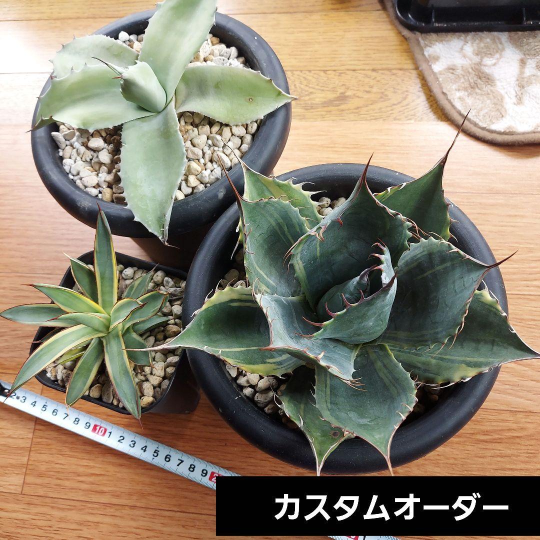 カスタムオーダー　同梱割引適用 ユザワヤ 特別クーポン配布中