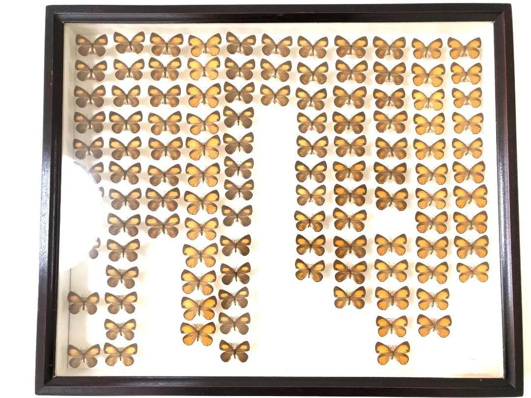 ラスト1箱 チョウセンアカシジミ 115頭】蝶 標本 ドイツ箱 Tatsumi