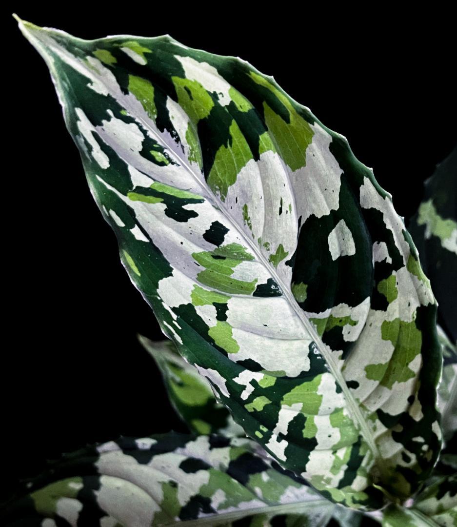 南スマトラ産-現地便です- マルチカラー アグラオネマ ピクタム 13