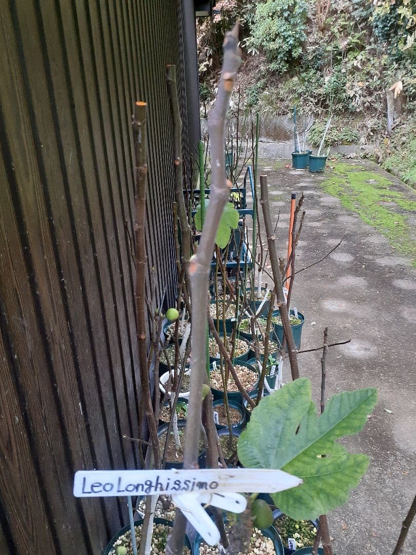 【専用】イチジク 穂木 イチジク 穂木12品種セット - メルカリ