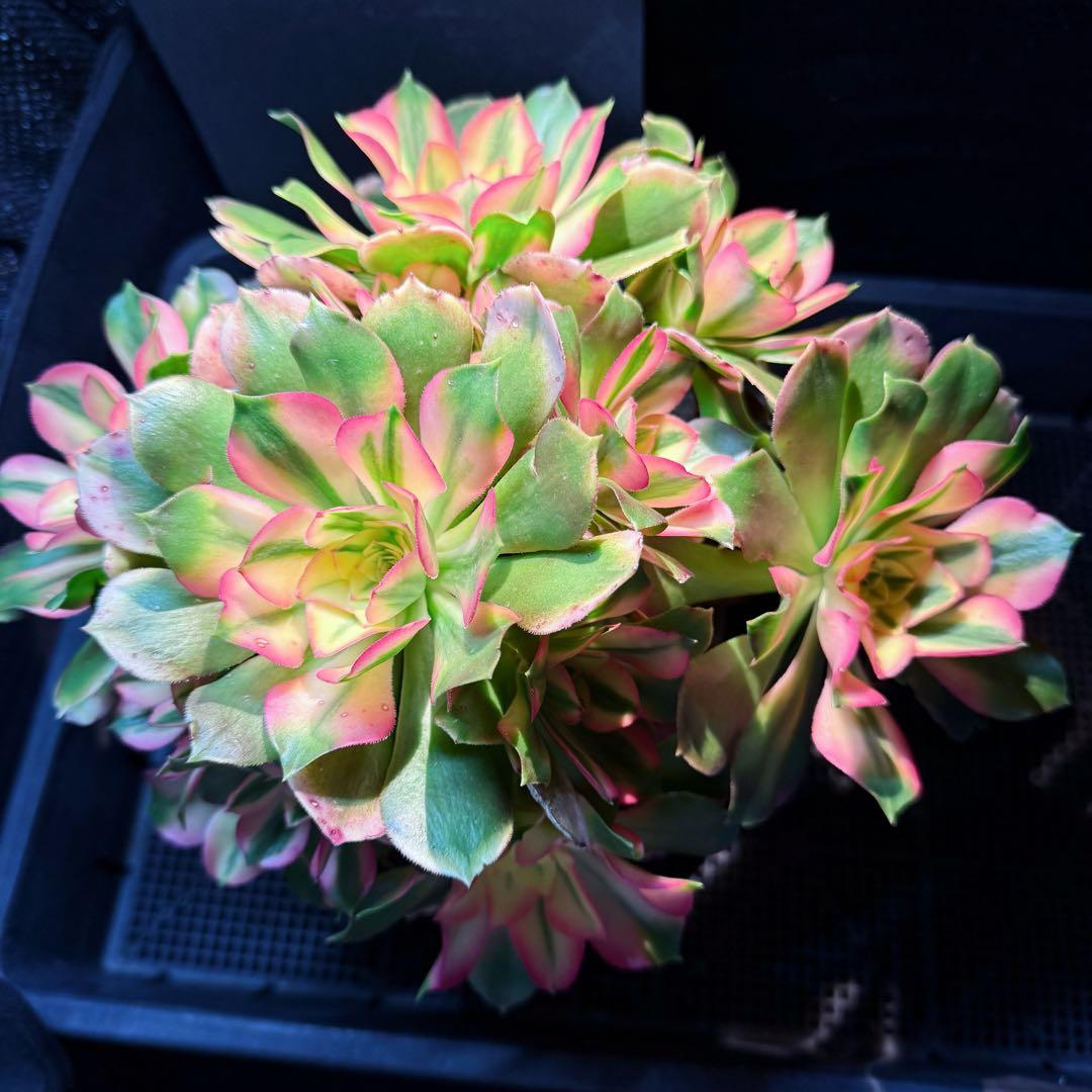 レア種 アエオニウム 香妃錦(変異芽あり)（木立群生）法師錦 (33cm超大