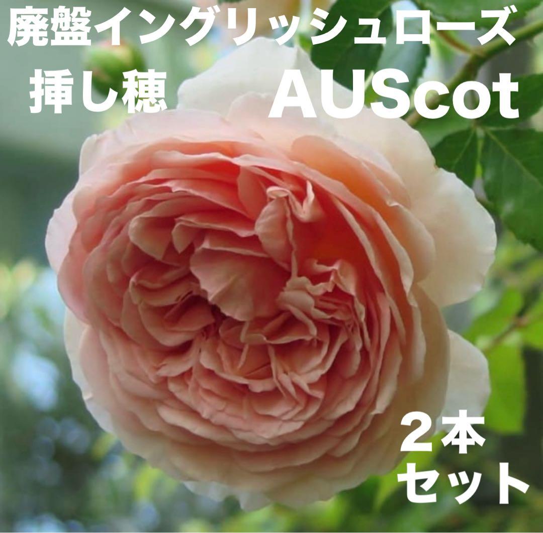 廃盤イングリッシュローズ AUScot - メルカリ