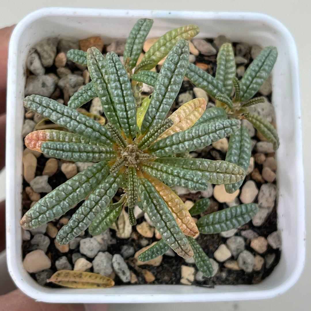 E31実生 まん丸 ドルステニア ギガス ブラータ - メルカリ