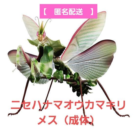 ニセハナマオウカマキリ メス（成体）いきもの大図鑑 - メルカリ