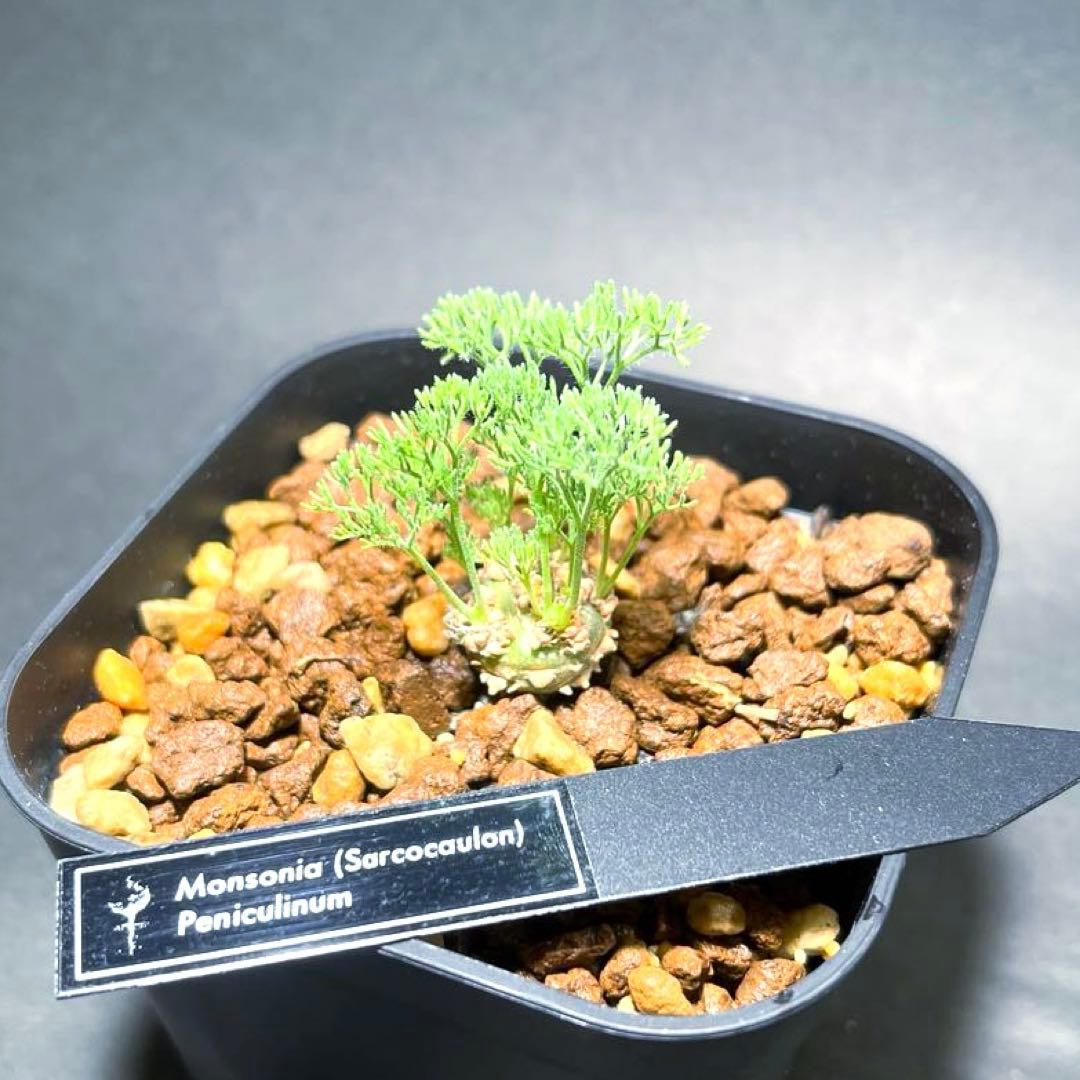 希少】モンソニア ペニクリナム (サルコカウロン) 抜き苗発送
