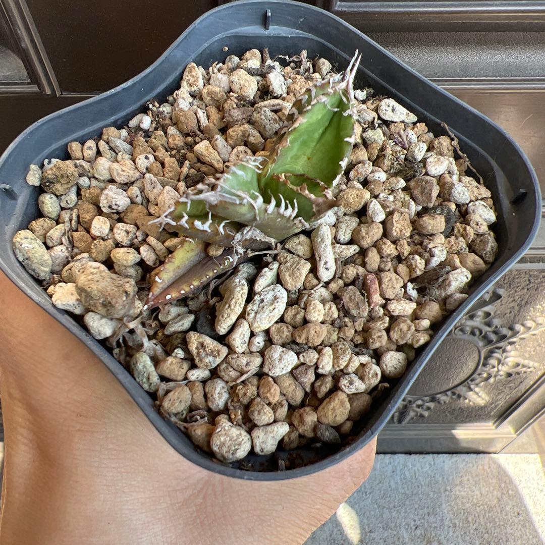 セールSALE‼️アガベチタノタ白幽霊‼️6898-3300 - メルカリ