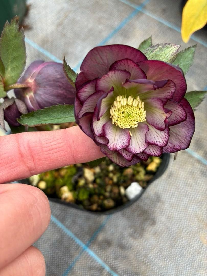 クリスマスローズ 25日まで バイカラー 4.5寸 - メルカリ