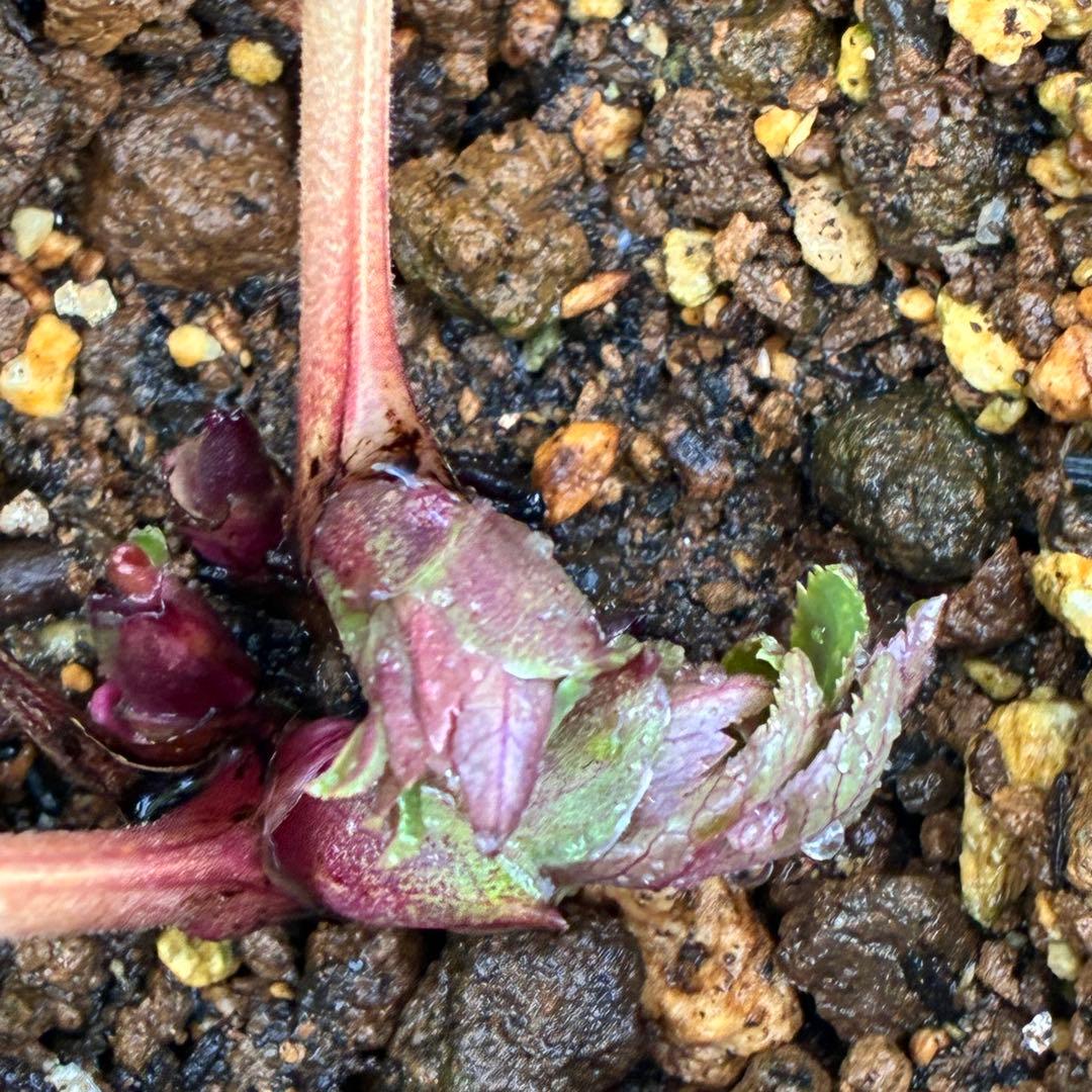 u*0様 ☘️❤️複数❤️蕾付き☘️3376⭐️ぼかし⭐️オーレア⭐️フラッシュ