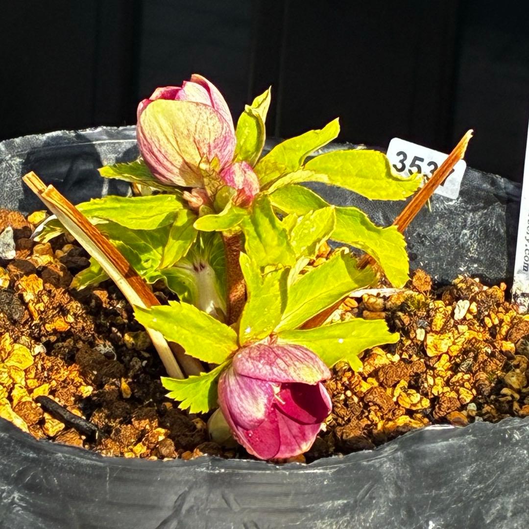 も*読様 3537☘️⭐️沢山⭐️蕾花付き☘️6号☘️極上☘️⭐️小輪⭐️ ハー