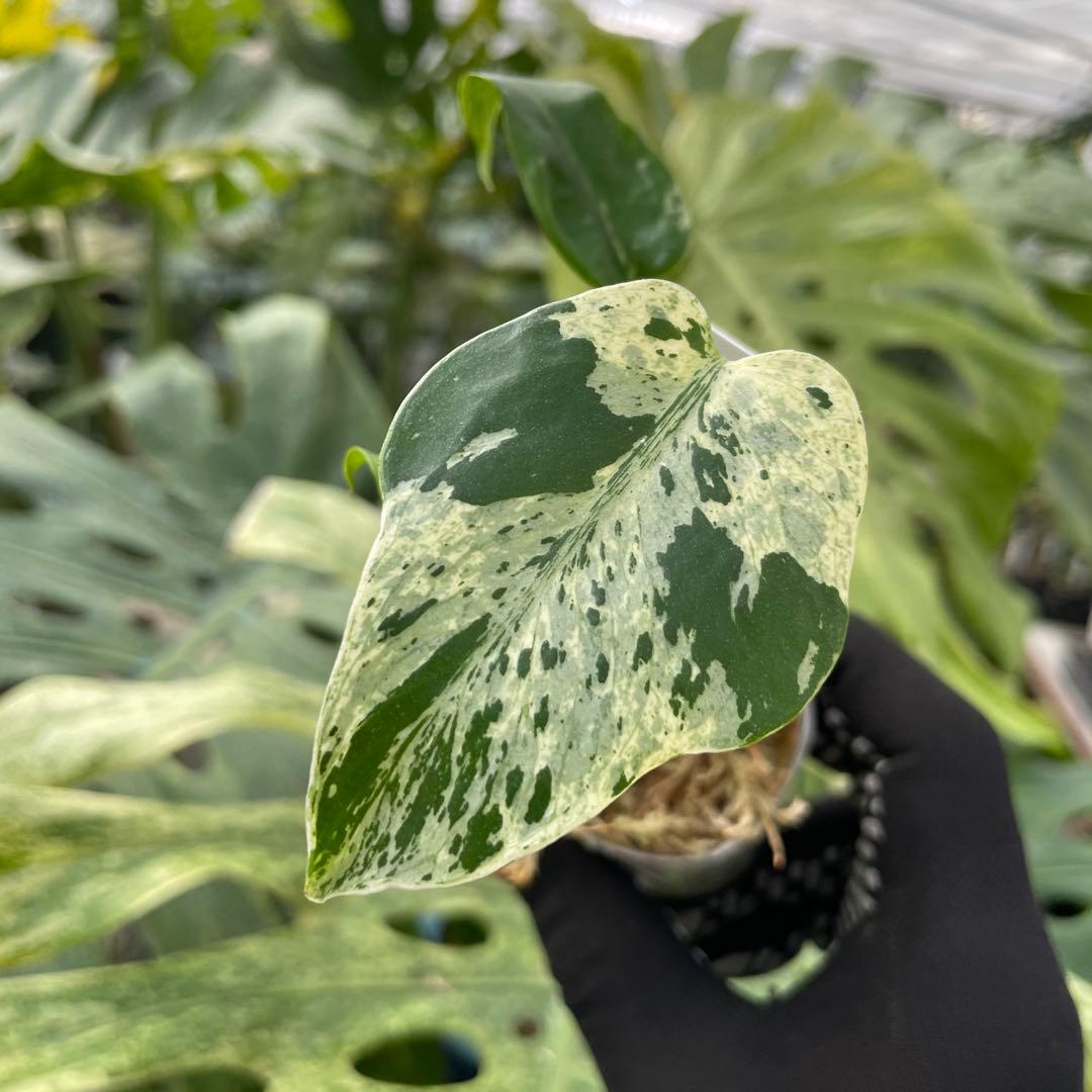 11モンステラ デリシオーサ ベトシオーサ 2寸ポリポット ネコポス発送